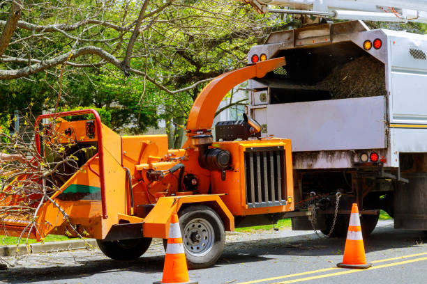 The Steps Involved in Our Tree Care Process in Hutchinson, MN